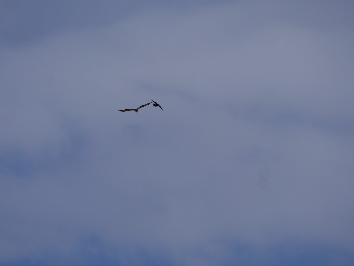 White-bellied Sea-Eagle - ML618611402