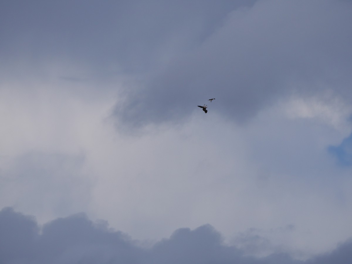 White-bellied Sea-Eagle - ML618611403