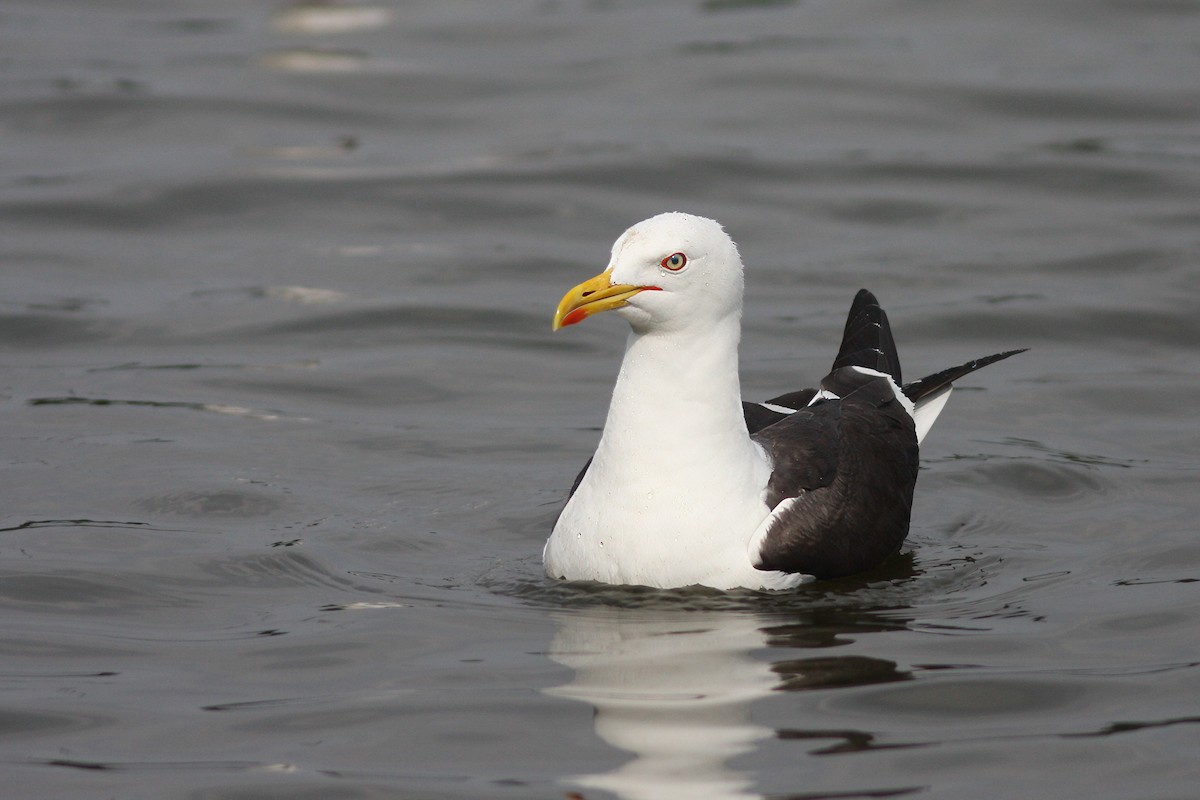 Lesser Black-backed Gull - ML618611405