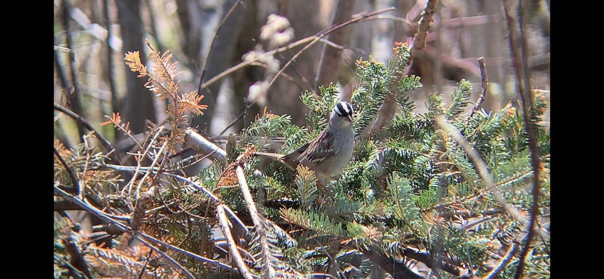 White-crowned Sparrow - August Palmer