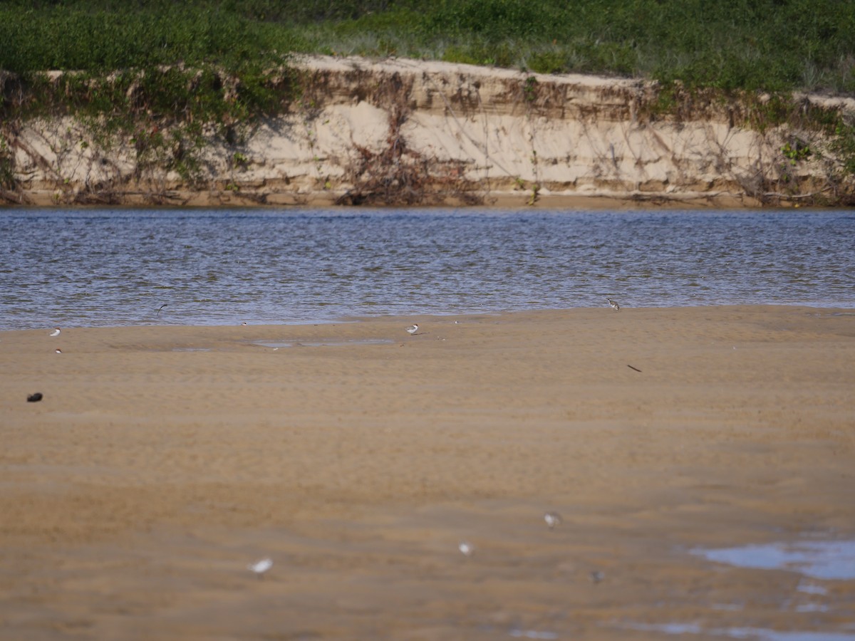 Double-banded Plover - ML618611469