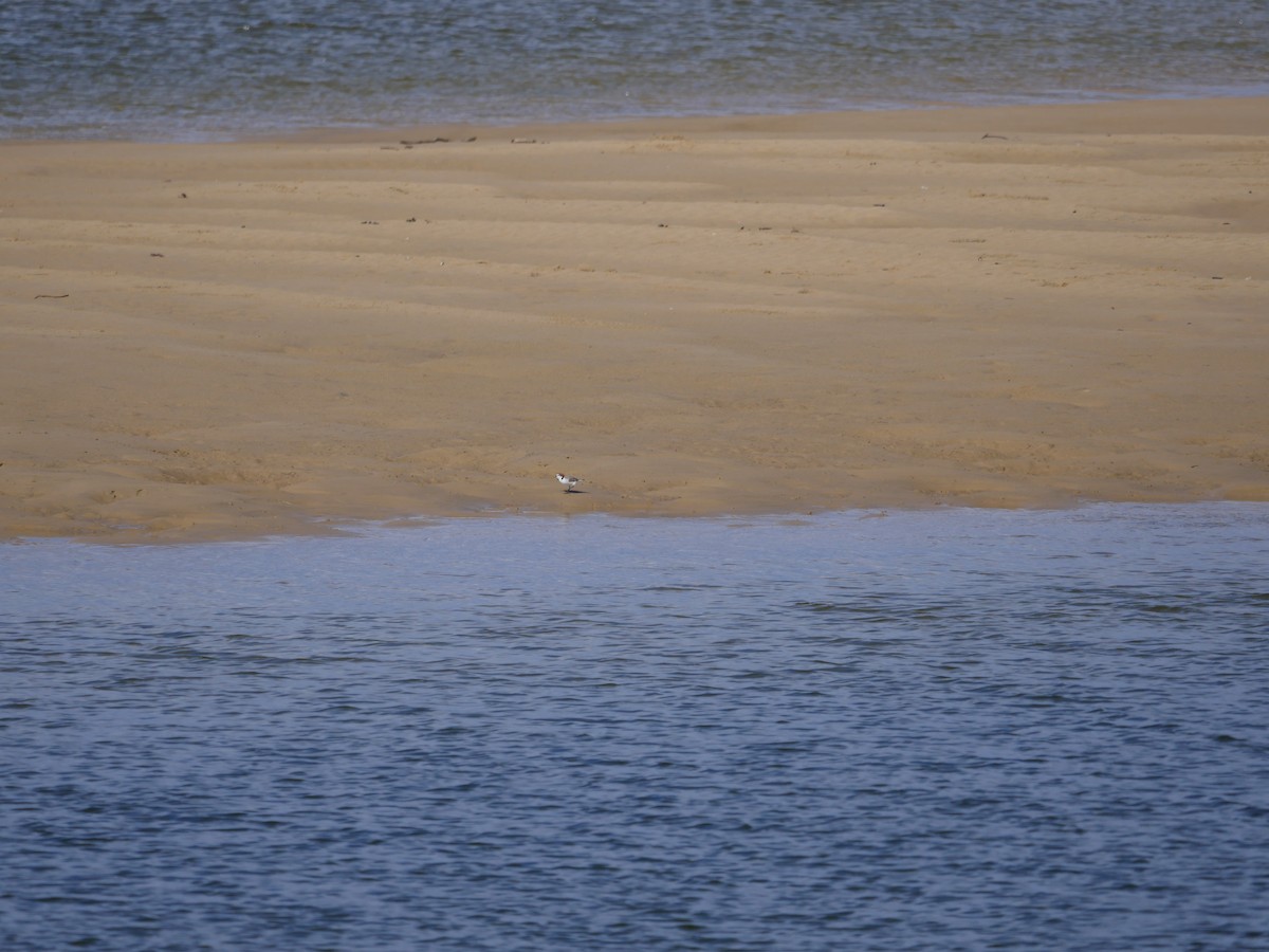 Red-capped Plover - ML618611478