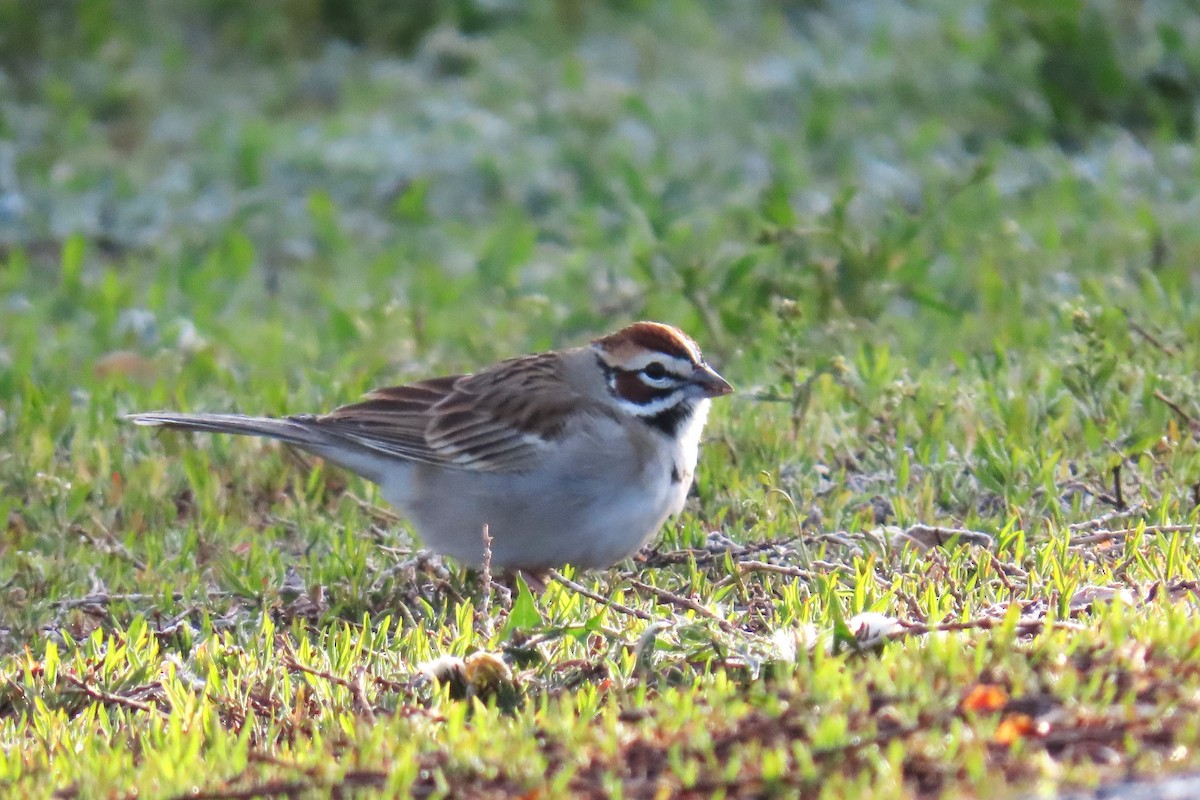 Lark Sparrow - Del Nelson