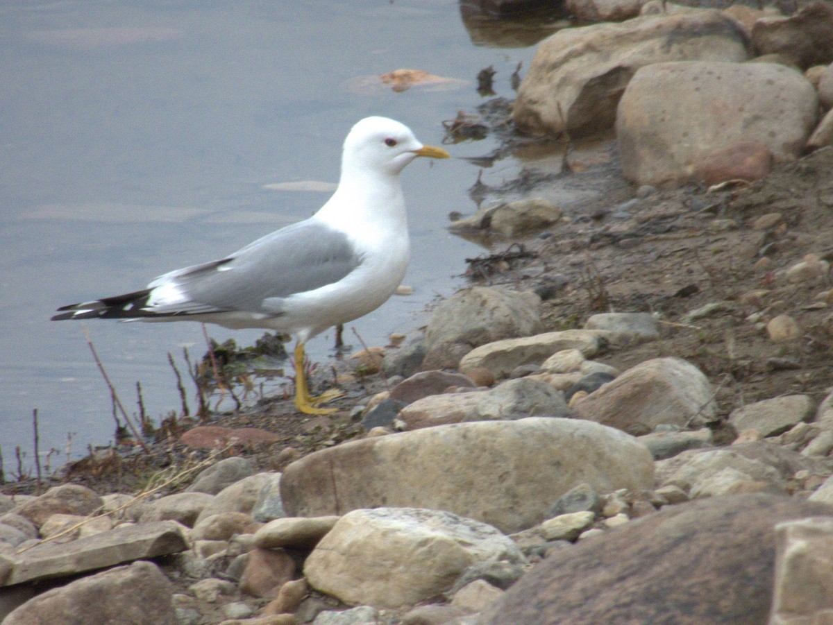 Short-billed Gull - Vince Hiebert