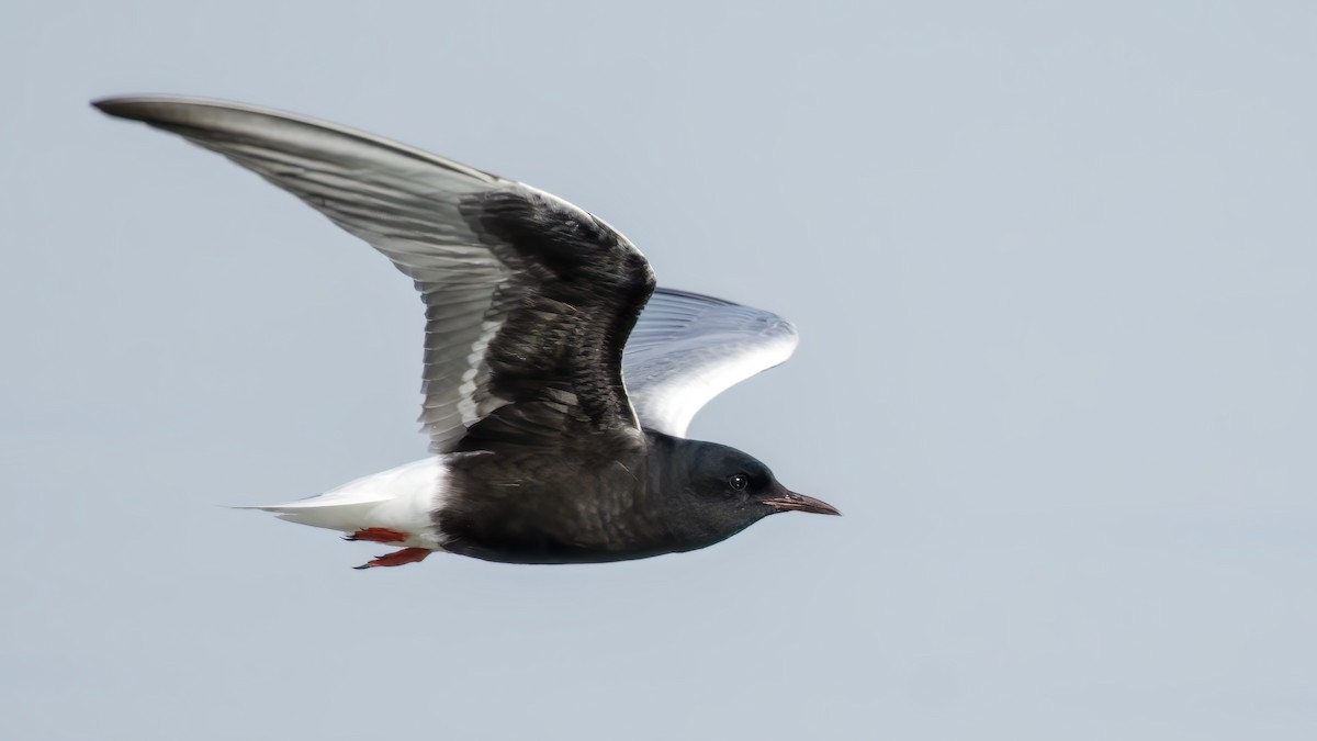 White-winged Tern - Kubilay Yakup Kaplan