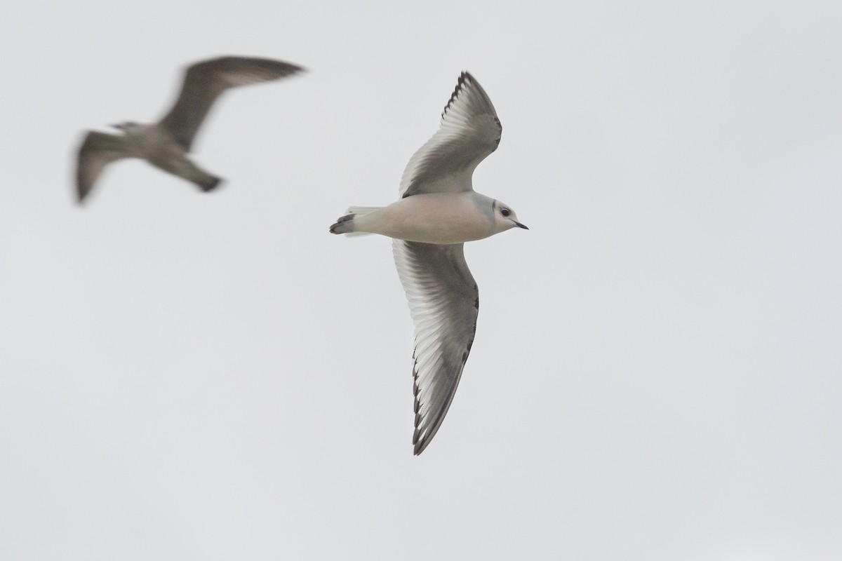 Ross's Gull - Peter Wijnsouw