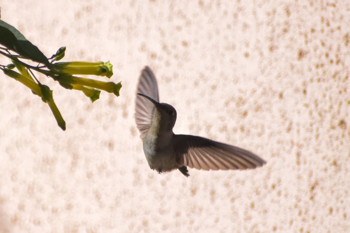 Oasis Hummingbird - Víctor Hugo Sarabia Sánchez