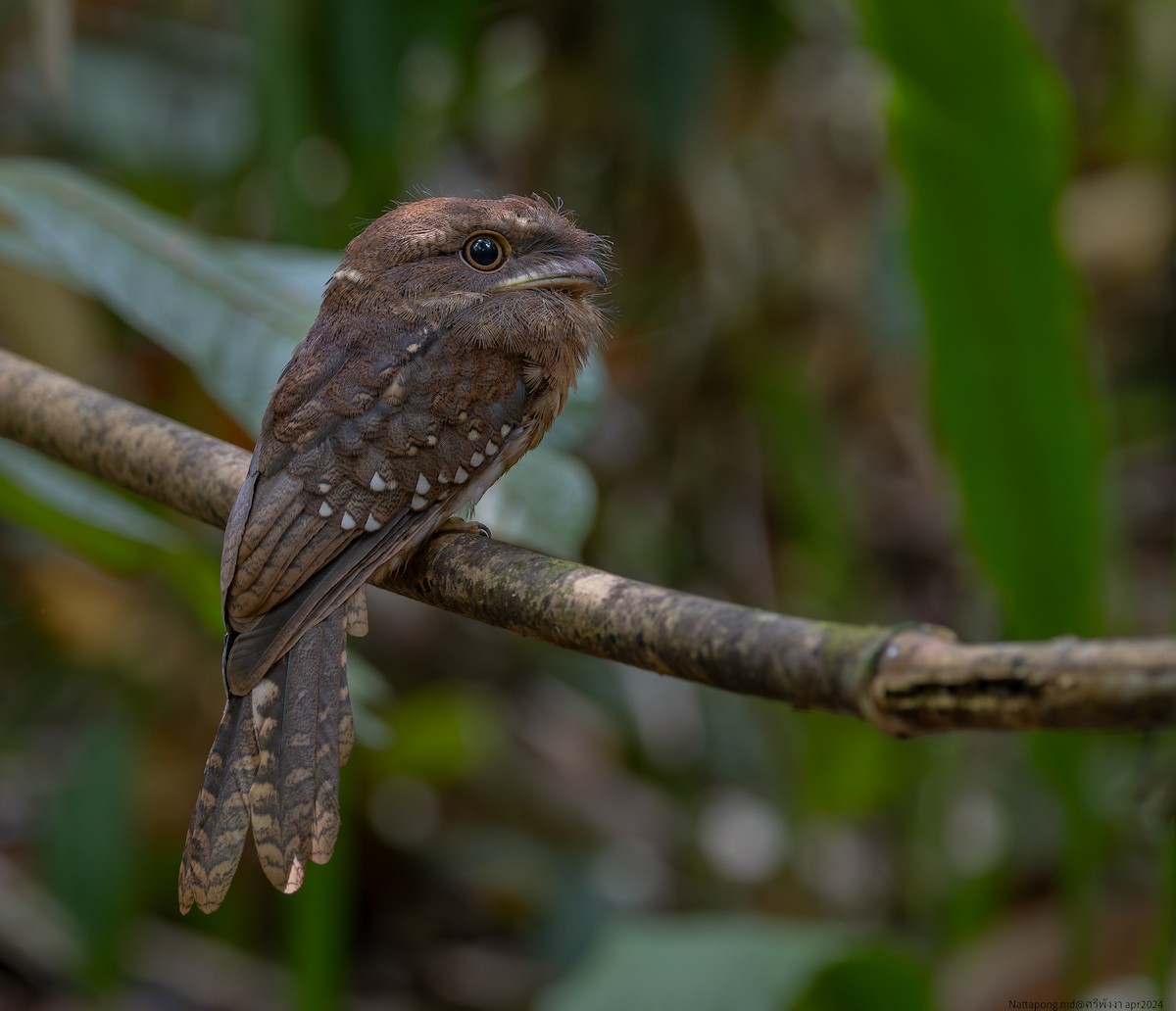 Gould's Frogmouth - Nattapong Banhomglin