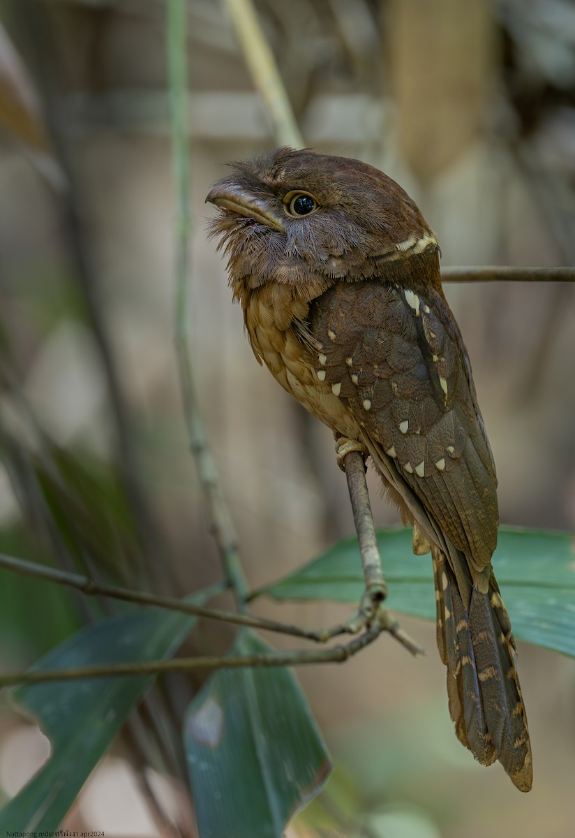 Gould's Frogmouth - Nattapong Banhomglin