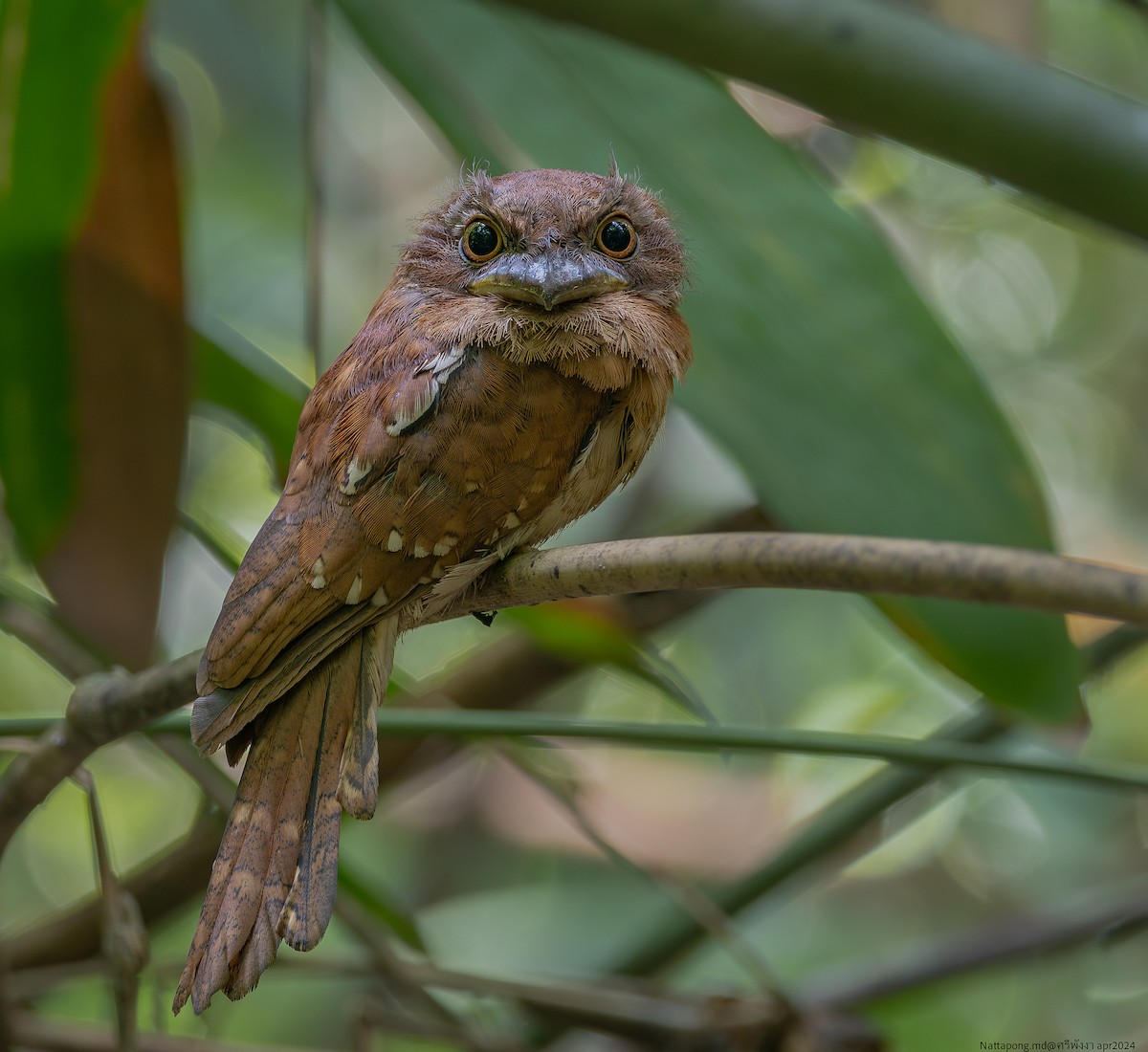 Gould's Frogmouth - Nattapong Banhomglin