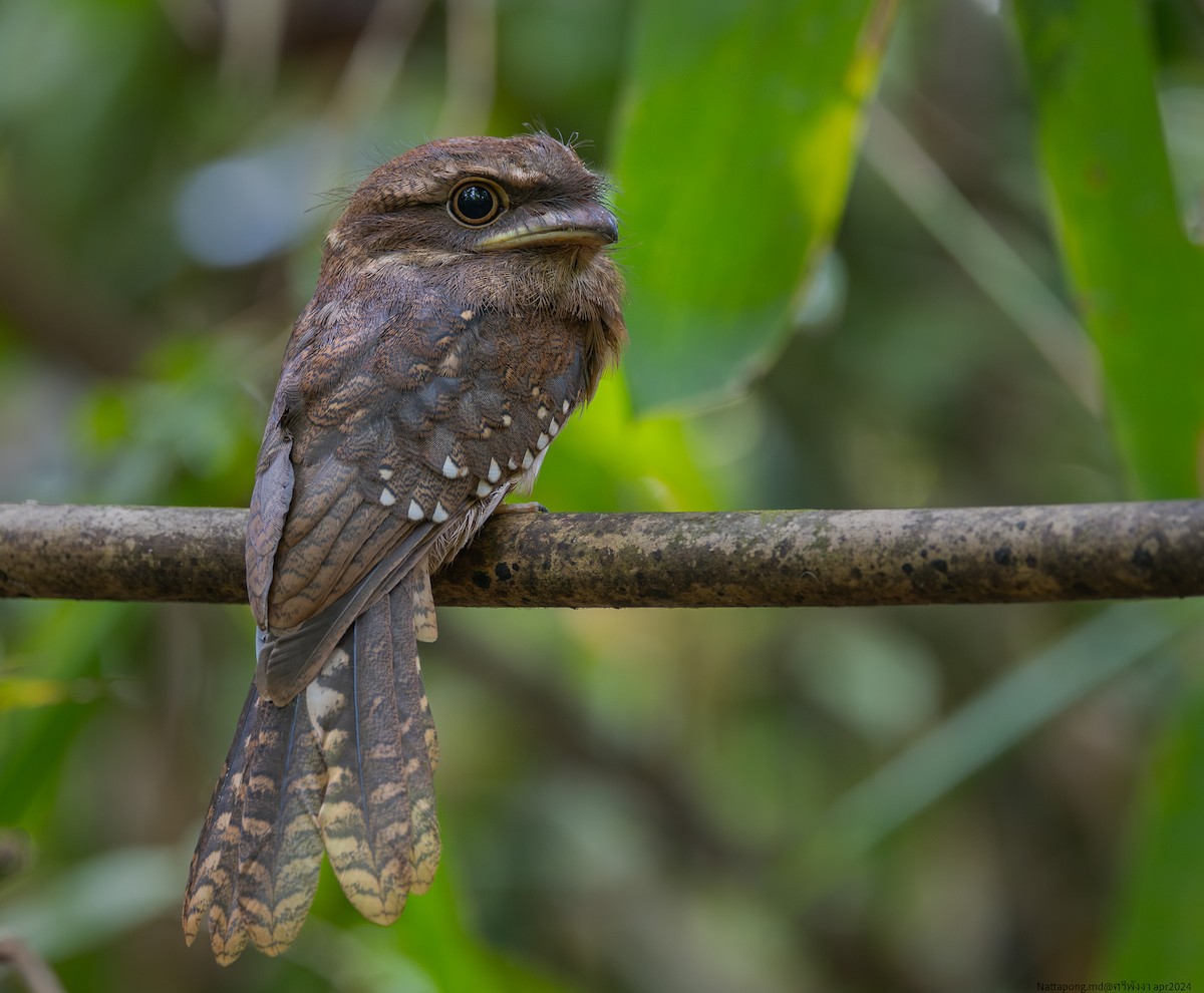 Gould's Frogmouth - Nattapong Banhomglin