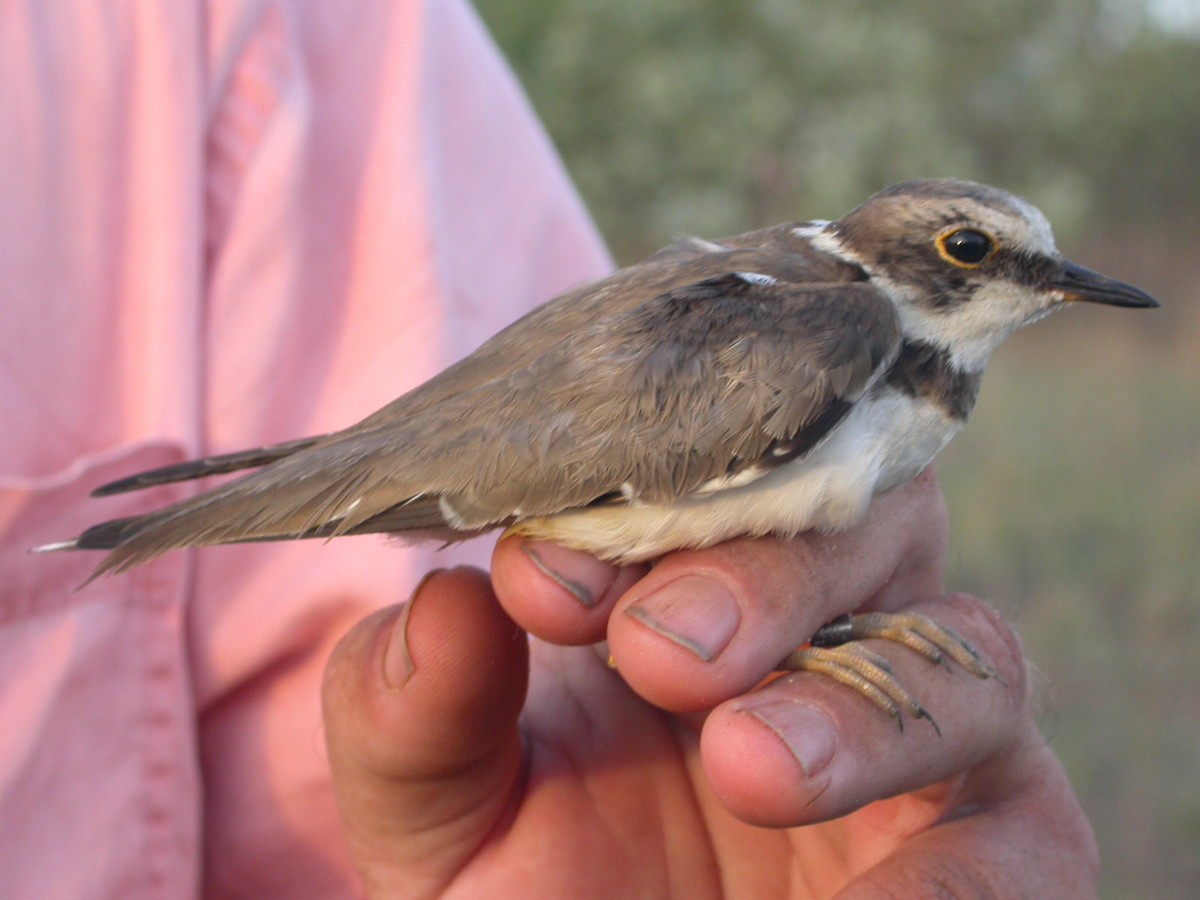 Little Ringed Plover - ML618611609