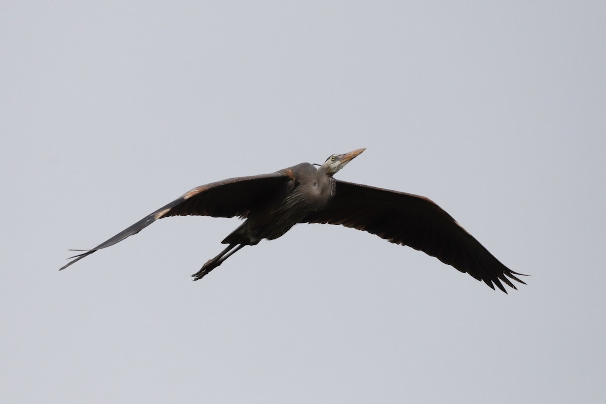 Great Blue Heron - Steve McNamara