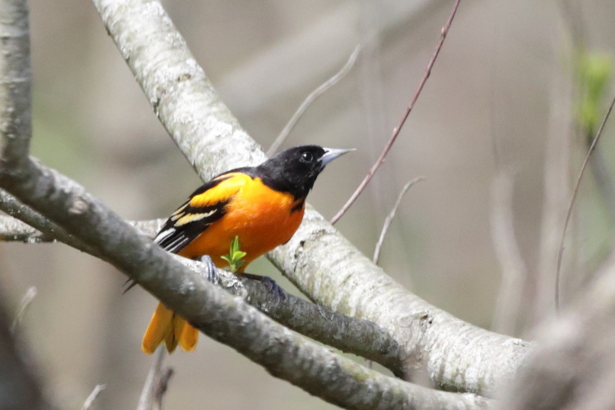 Baltimore Oriole - Steve McNamara