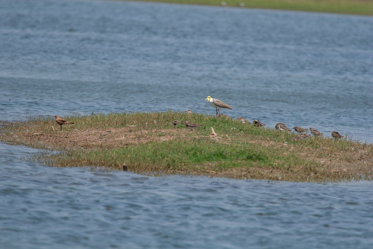 Graubrust-Strandläufer - ML618611662