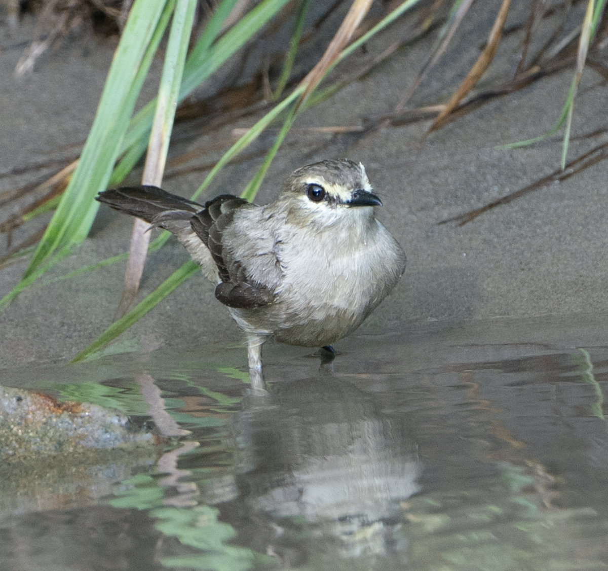 River Tyrannulet - ML618611690