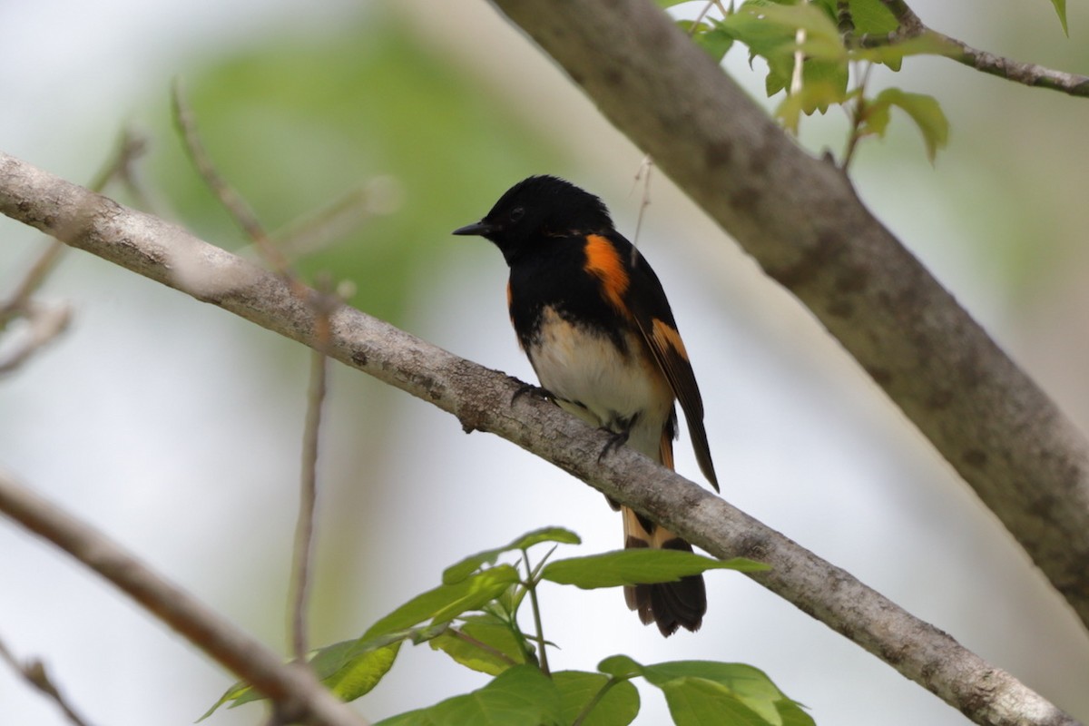 American Redstart - Steve McNamara