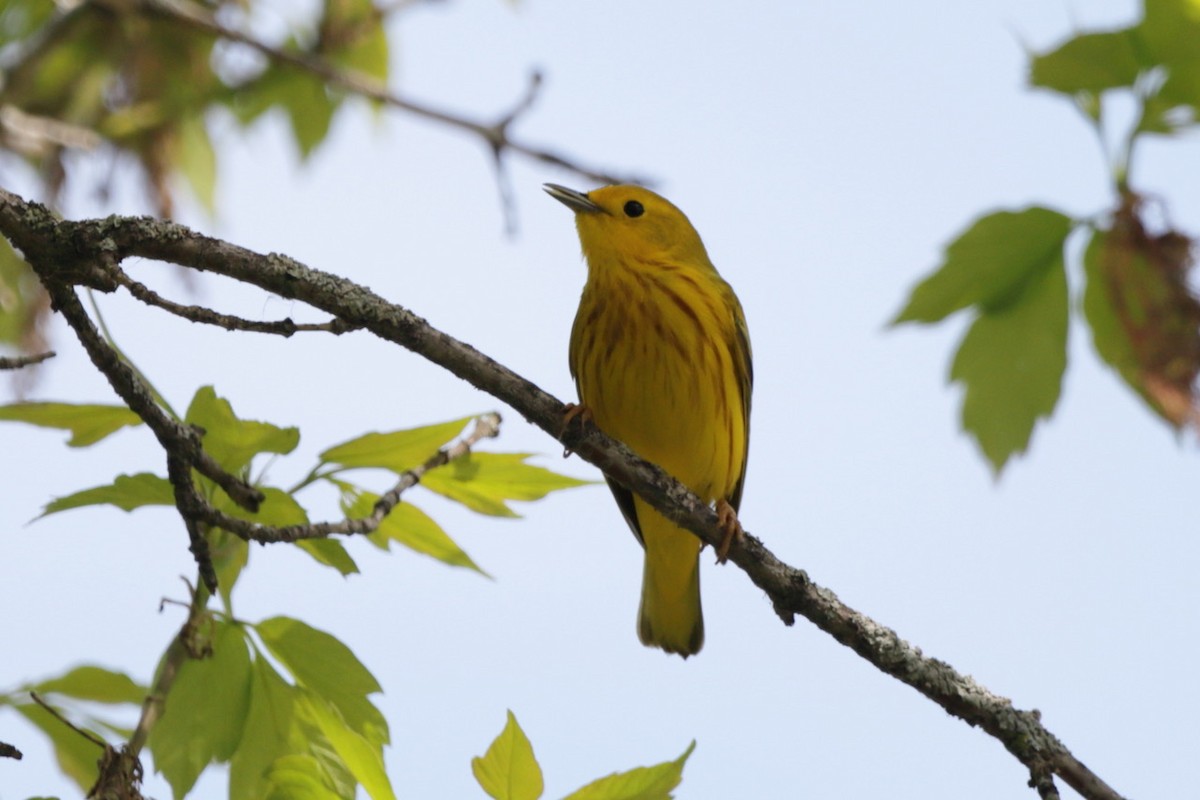 Yellow Warbler - Steve McNamara