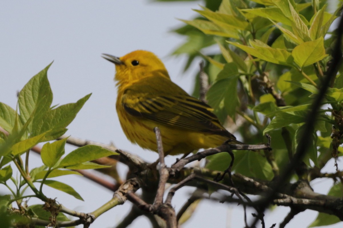 Yellow Warbler - Steve McNamara