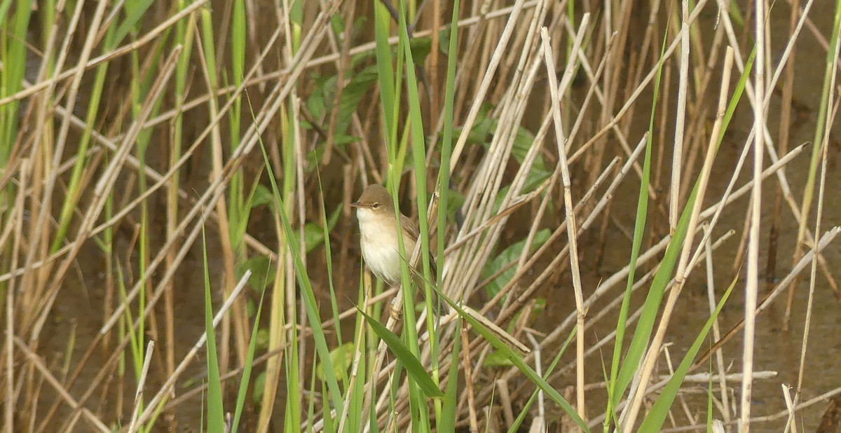 Common Reed Warbler - Gabriel  Couroussé
