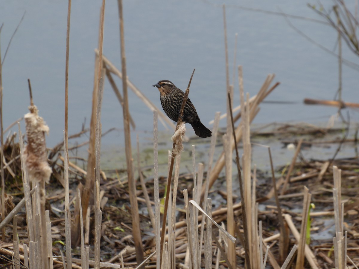 Red-winged Blackbird - ML618611717