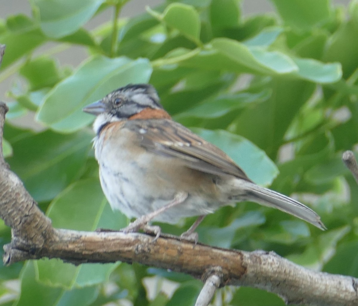 Rufous-collared Sparrow - ML618611737