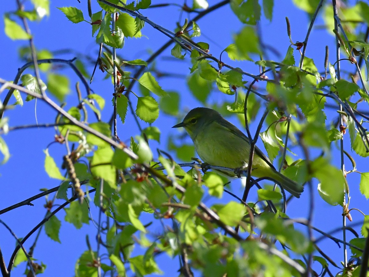 Orange-crowned Warbler - ML618611795