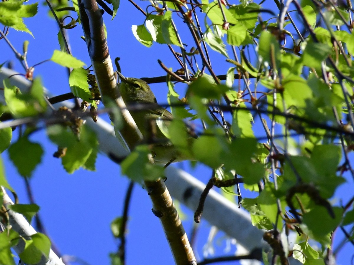 Orange-crowned Warbler - ML618611799