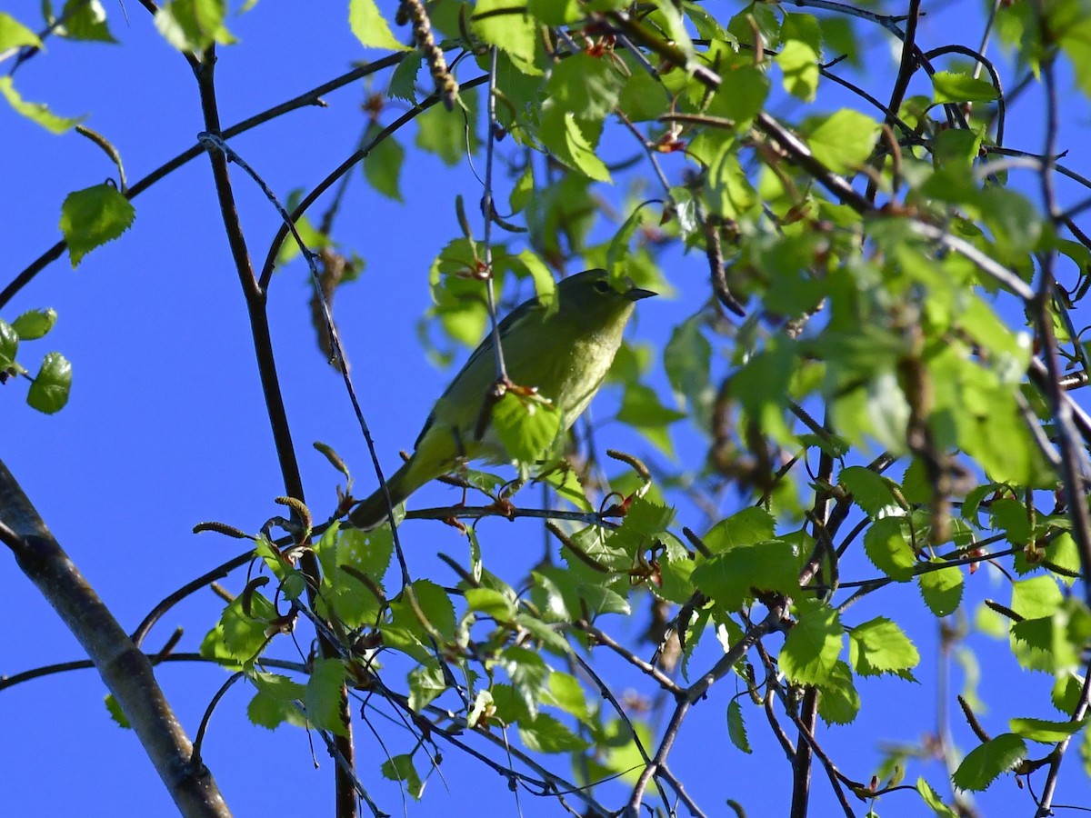 Orange-crowned Warbler - ML618611800