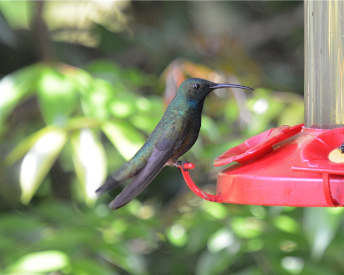 Green-breasted Mango - ML618611814