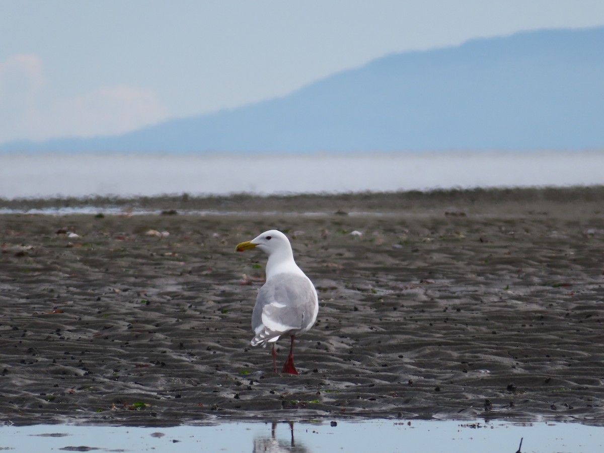 Glaucous-winged Gull - ML618611822