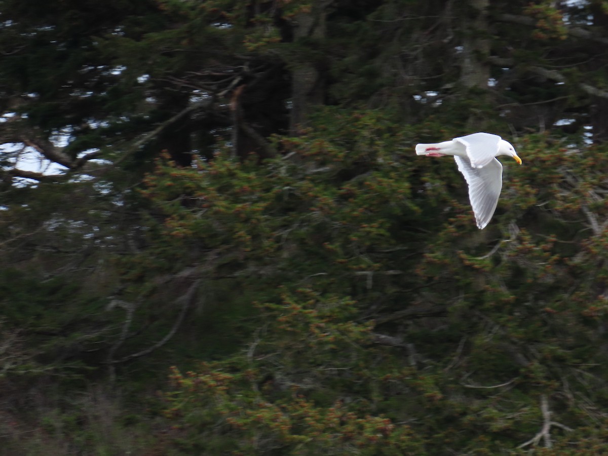 Glaucous-winged Gull - ML618611823