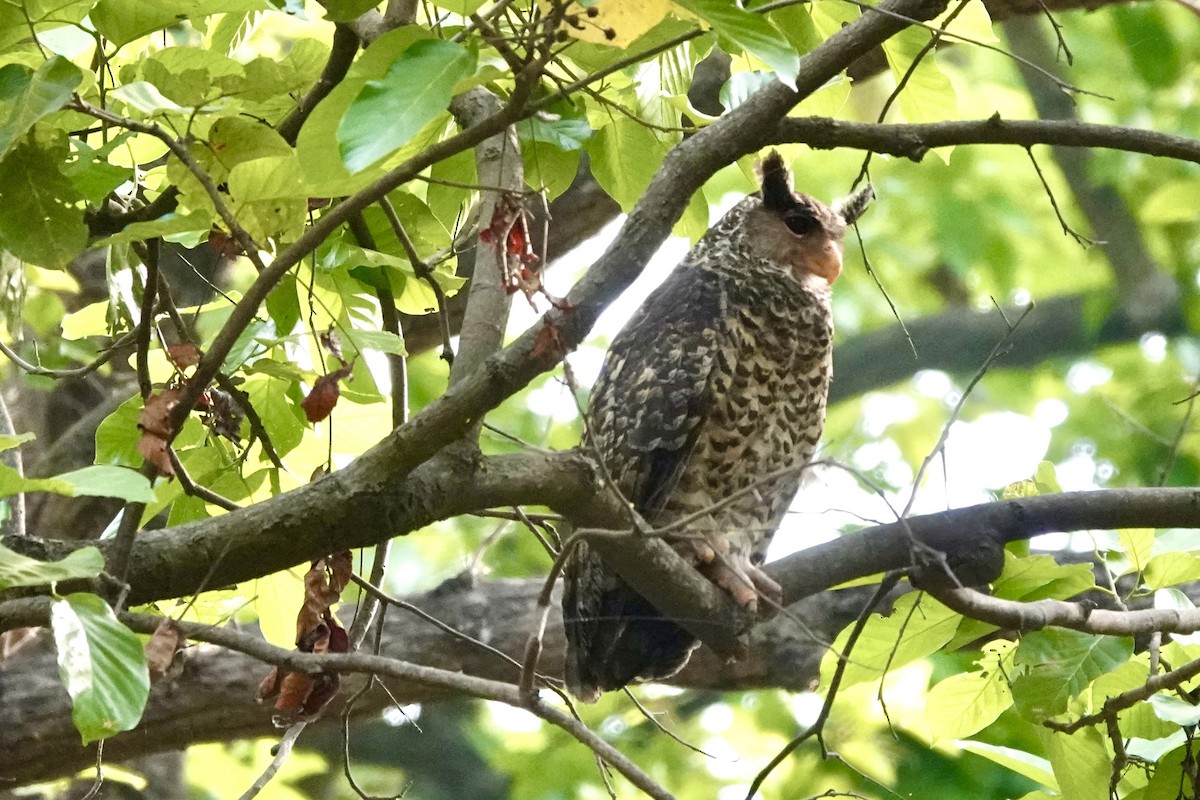 Spot-bellied Eagle-Owl - ML618611841
