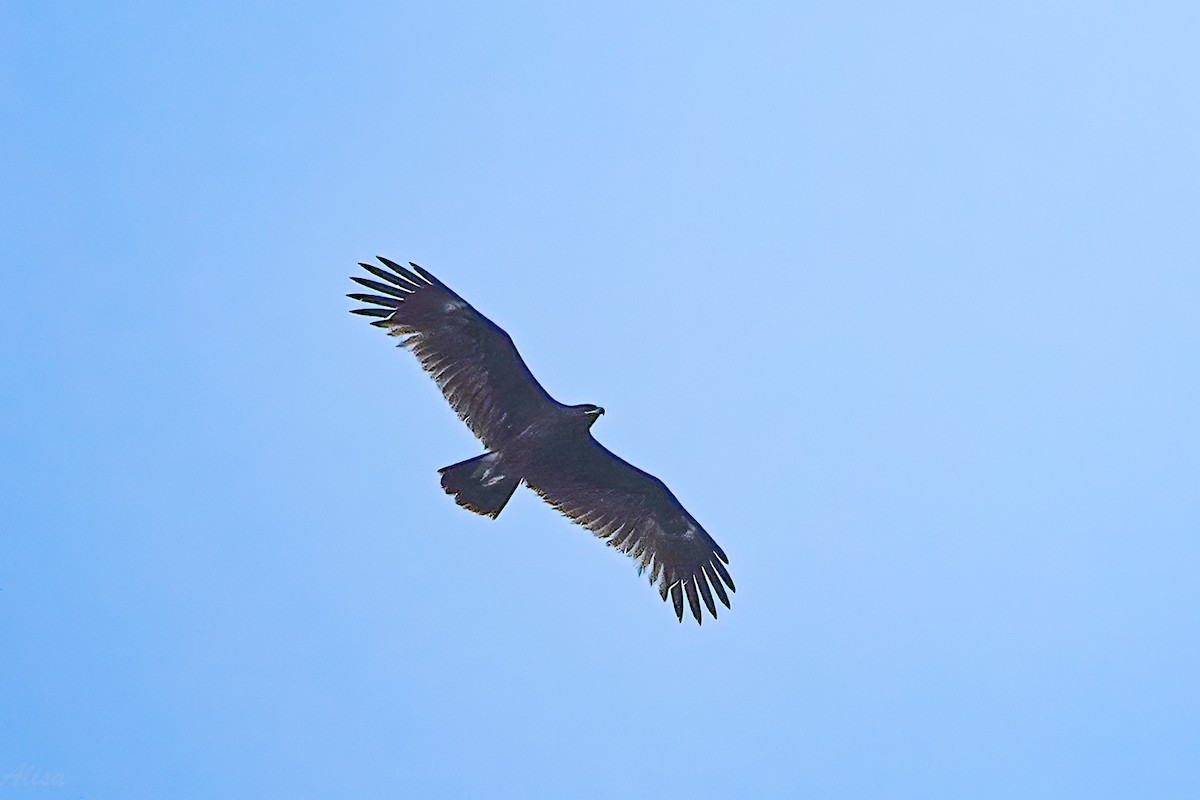 Greater Spotted Eagle - 莉娟 王