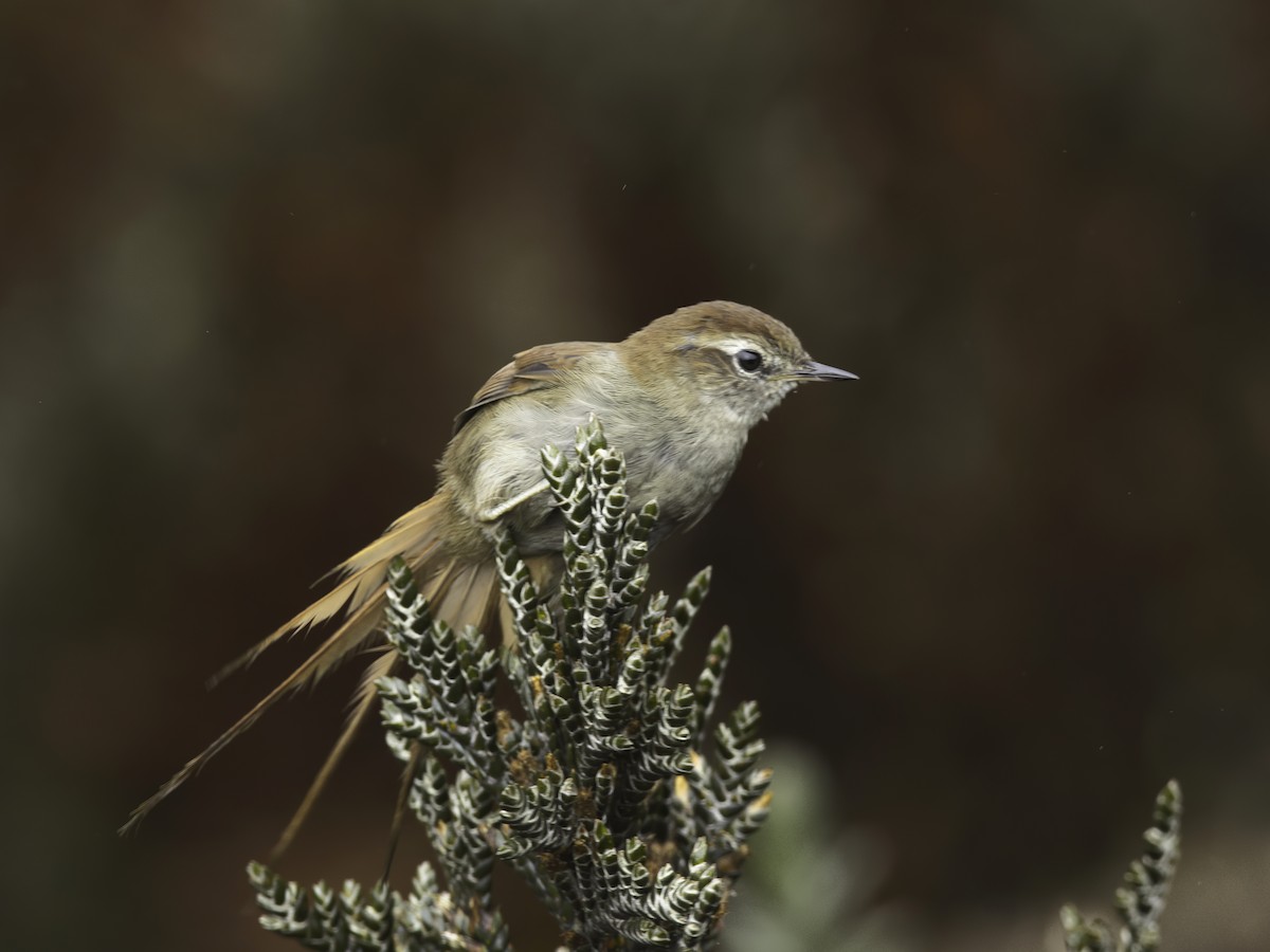 White-chinned Thistletail - ML618611879