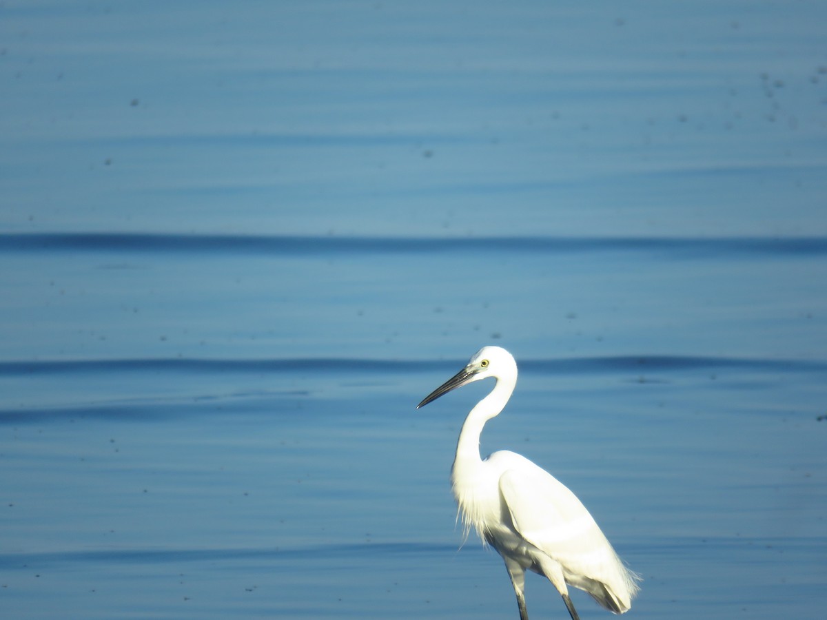 Little Egret - ML618611895