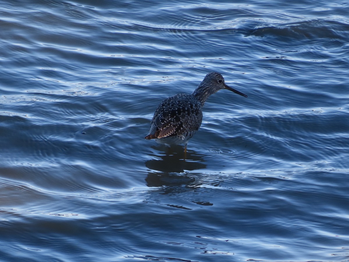 Greater Yellowlegs - ML618611911