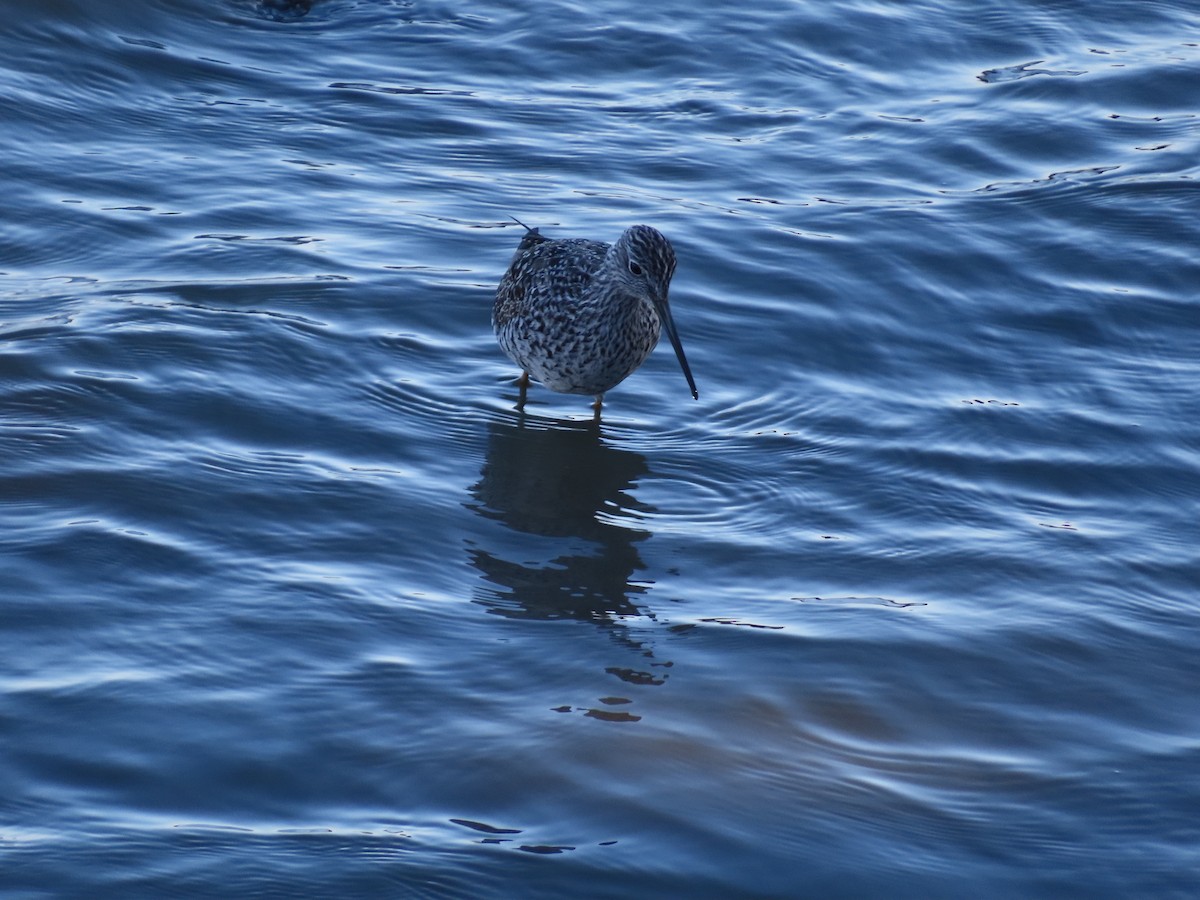 Greater Yellowlegs - ML618611915