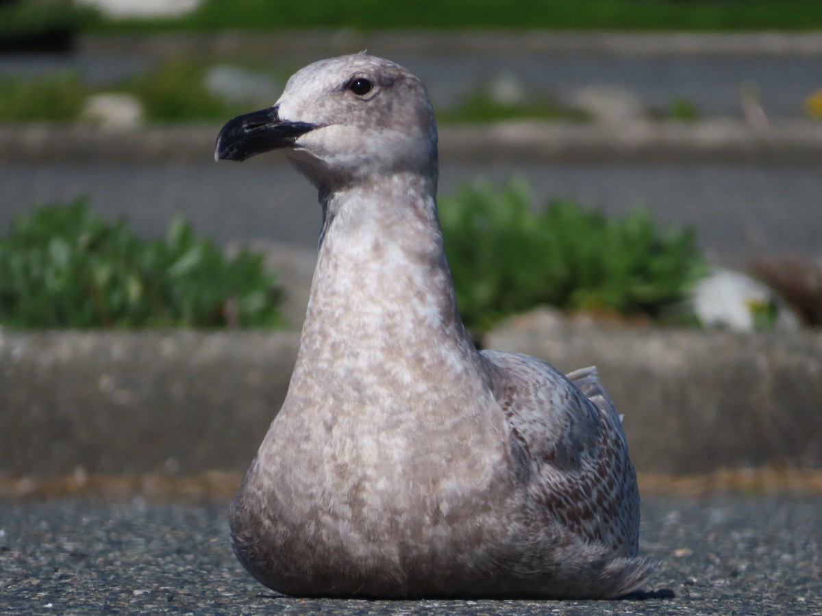 Glaucous-winged Gull - ML618611979