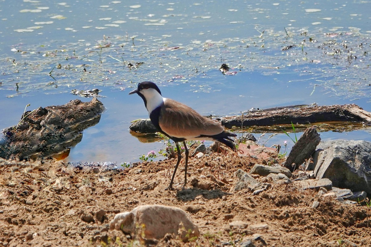 Spur-winged Lapwing - Thomas Gibson