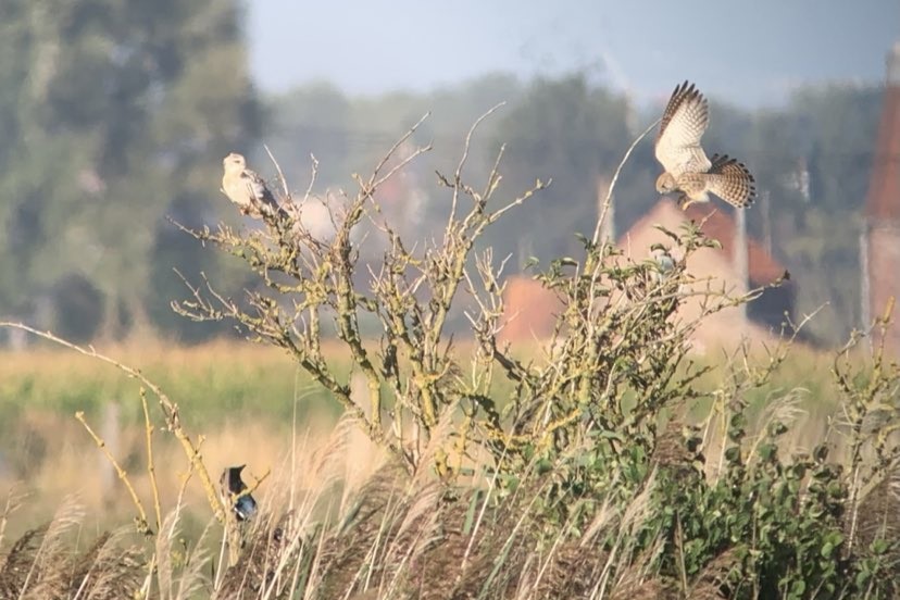 Black-winged Kite - ML618611997