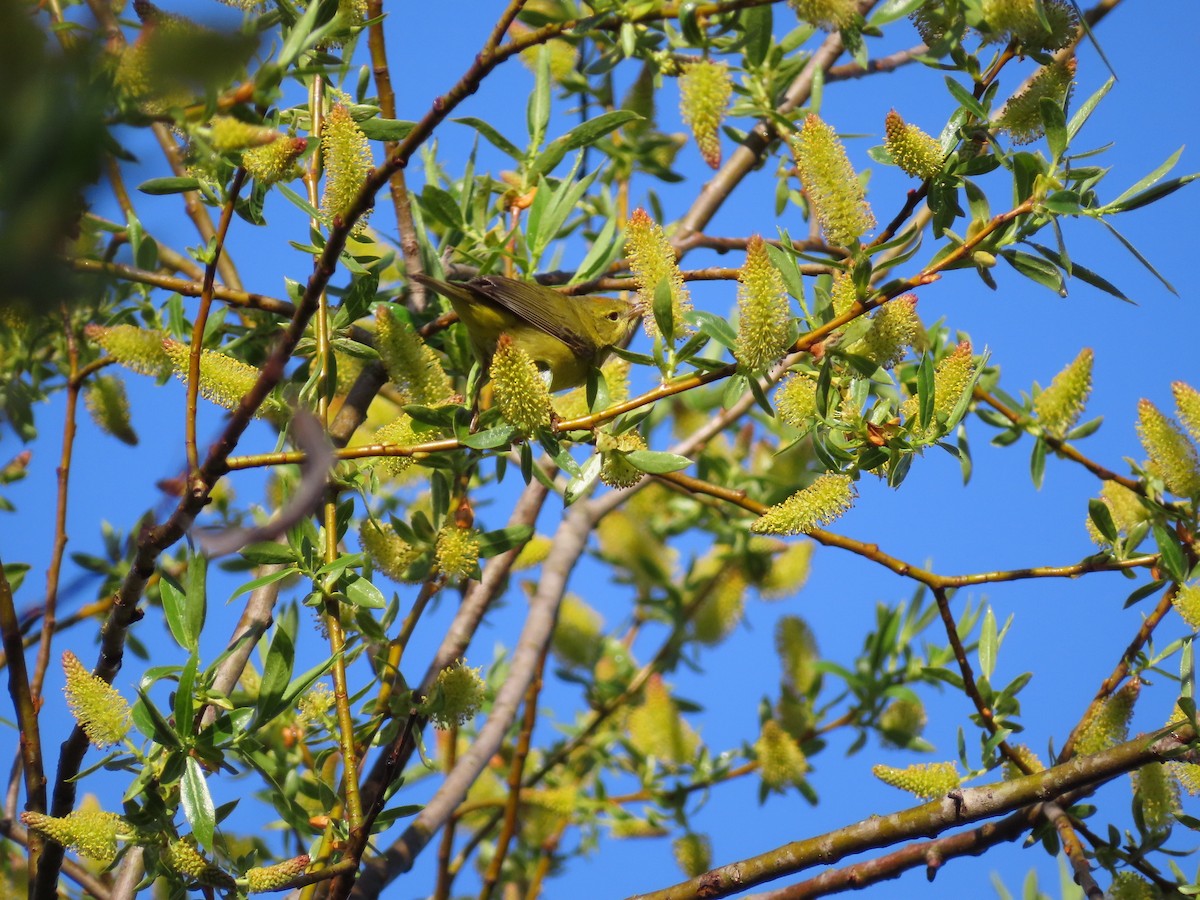 Orange-crowned Warbler - ML618612028