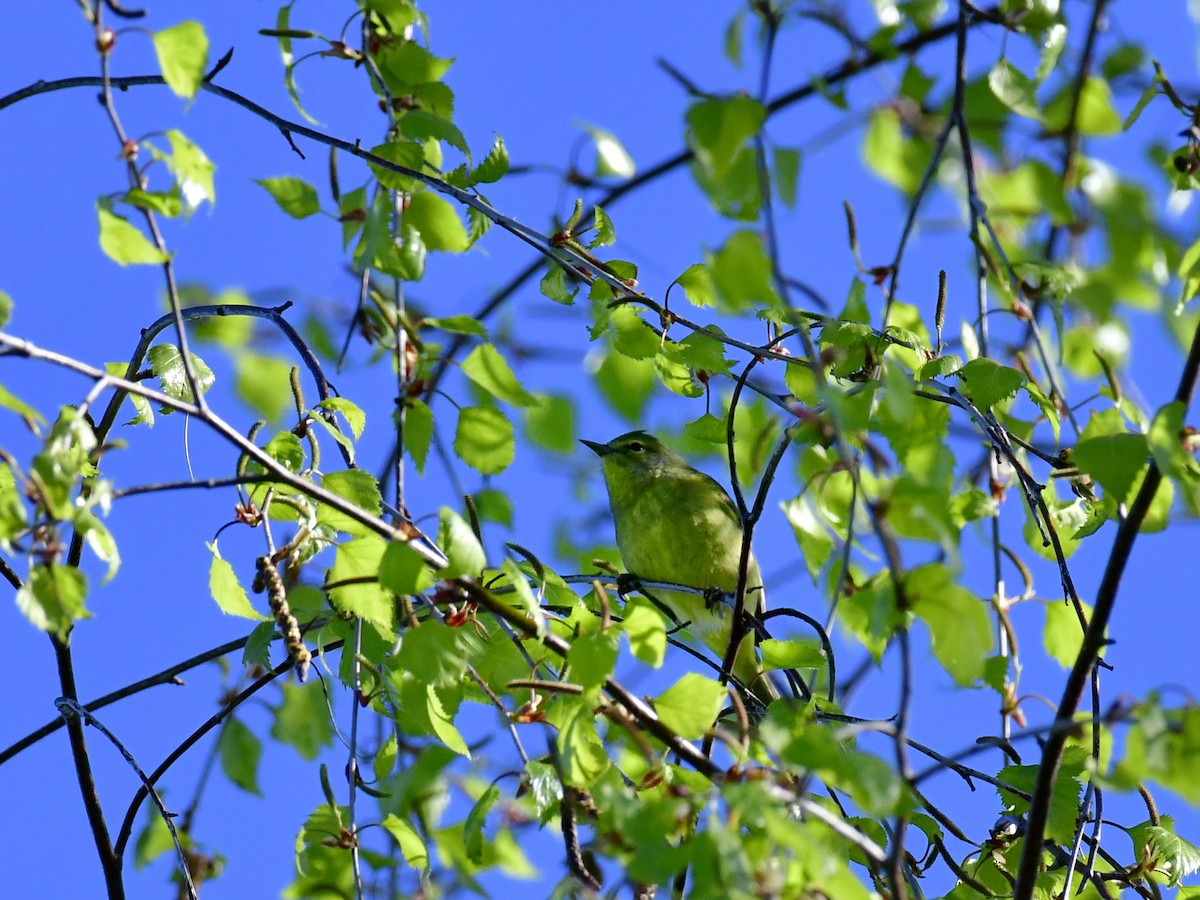 Orange-crowned Warbler - ML618612046