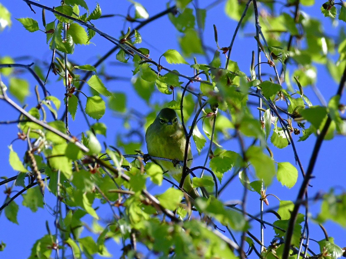 Orange-crowned Warbler - ML618612047
