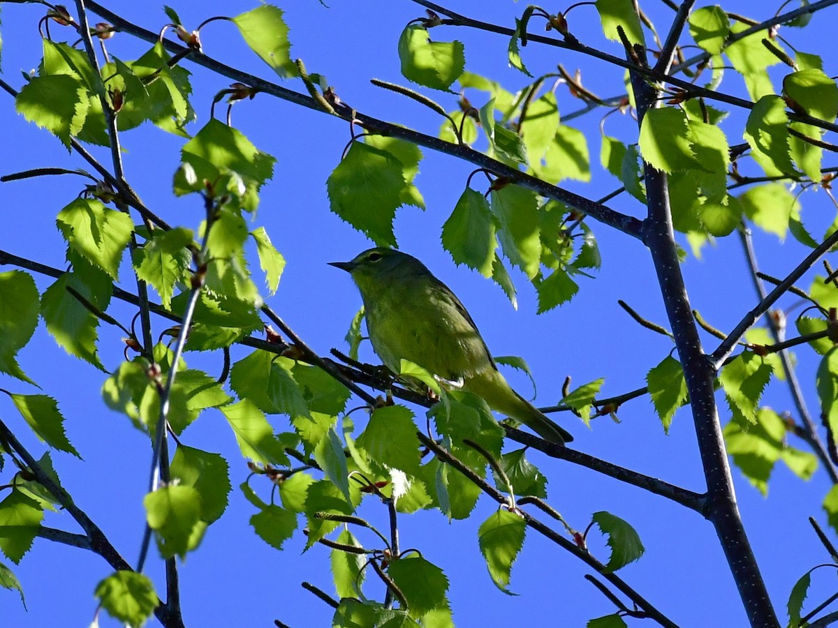 Orange-crowned Warbler - ML618612048