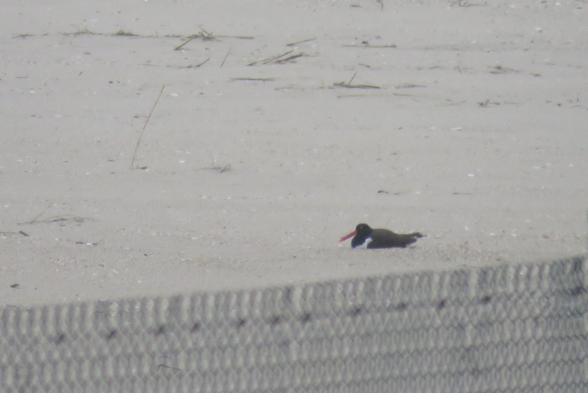 American Oystercatcher - J. Isaacs