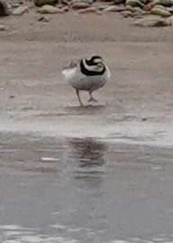 Common Ringed Plover - ML618612061