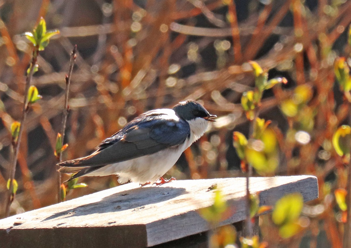 Tree Swallow - ML618612097