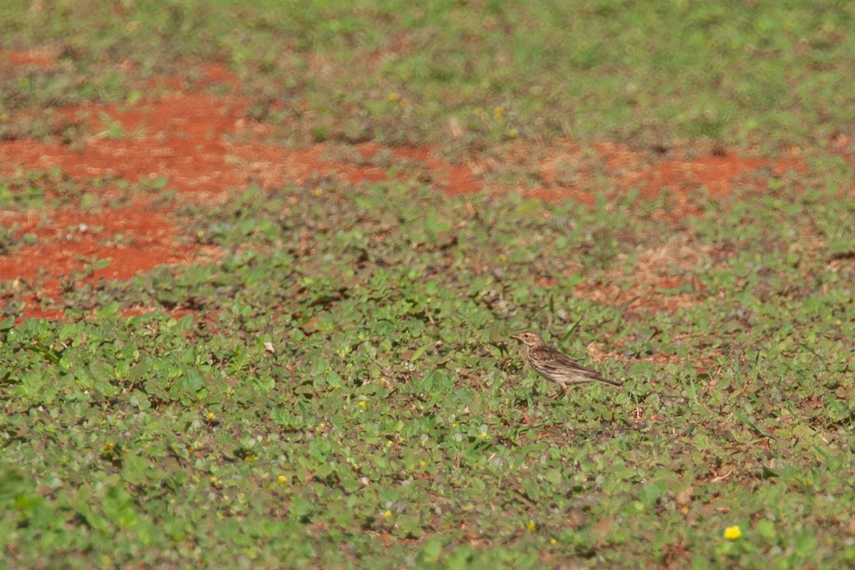 Red-throated Pipit - ML618612101