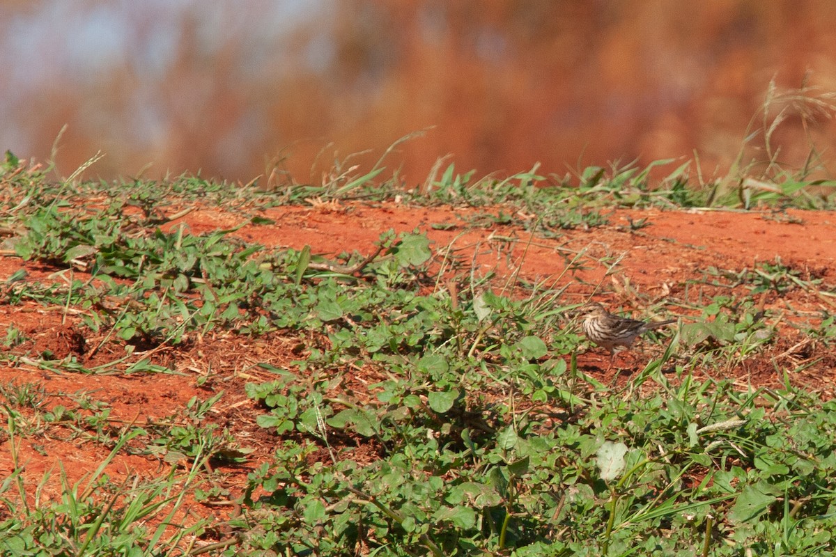 Red-throated Pipit - ML618612103